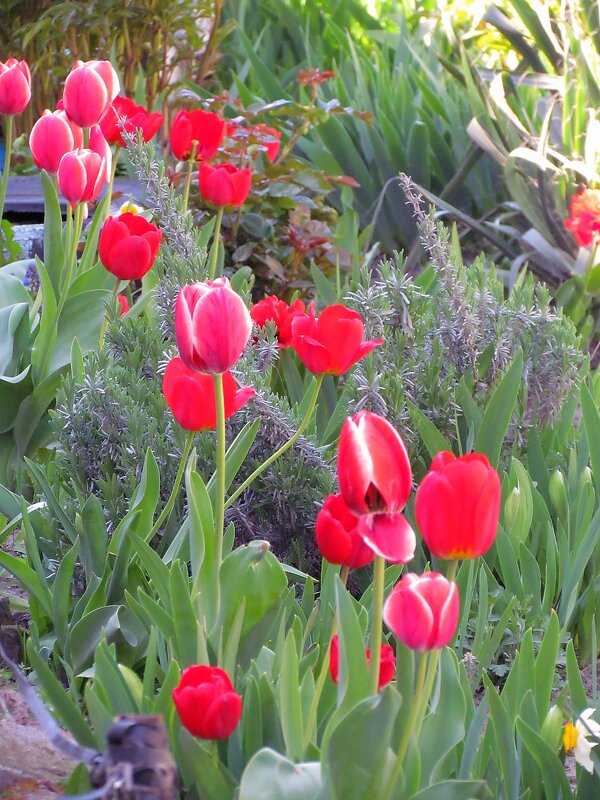 Тюльпаны - Роман Савоцкий