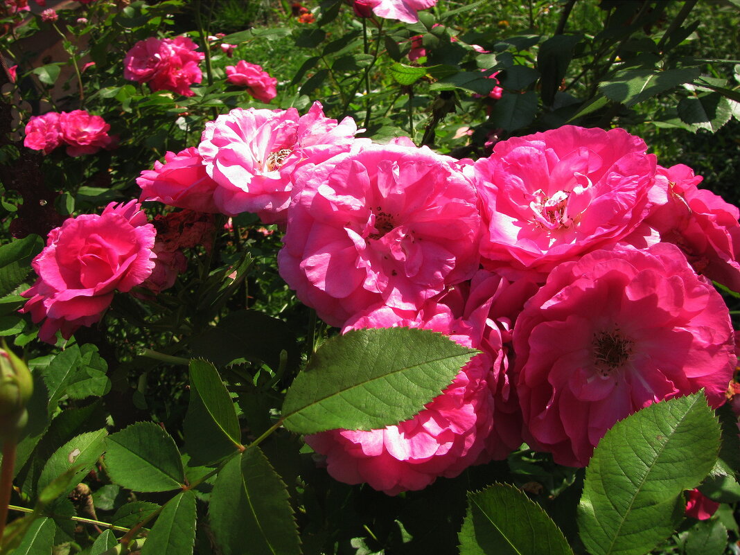 Красота цветения роз - Людмила Смородинская Красота цветения роз - Людмила Смородинская