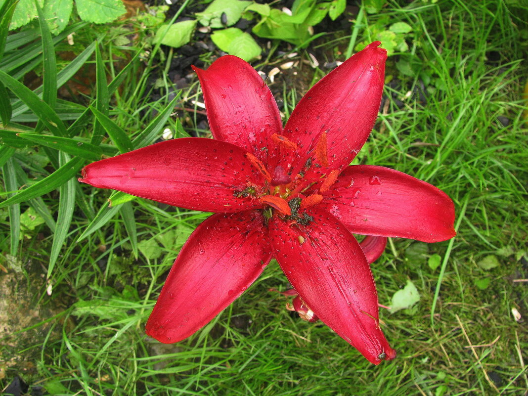 Красотка лилия - Людмила Смородинская