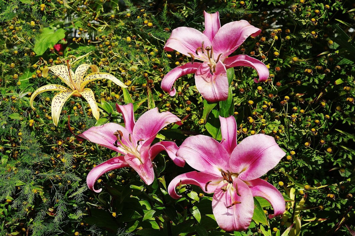 Лилия - Рита Симонова