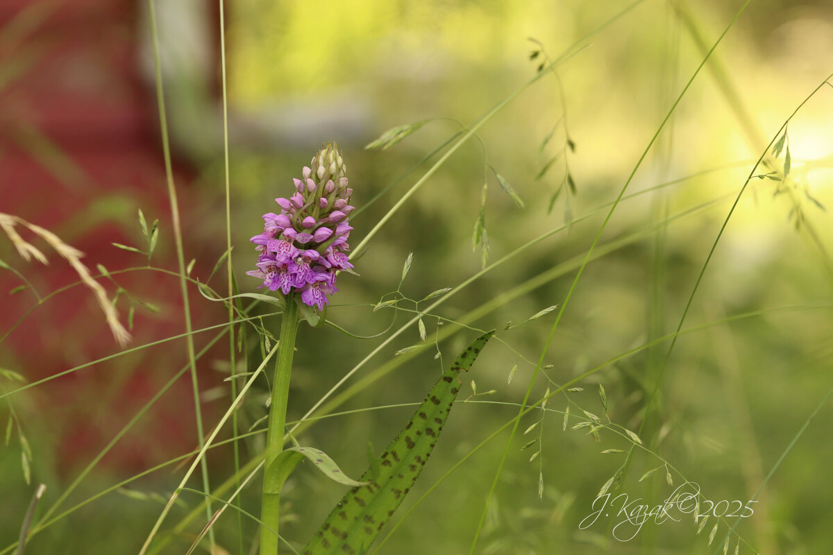 лесная орхидея - Елена Kазак (selena1965)