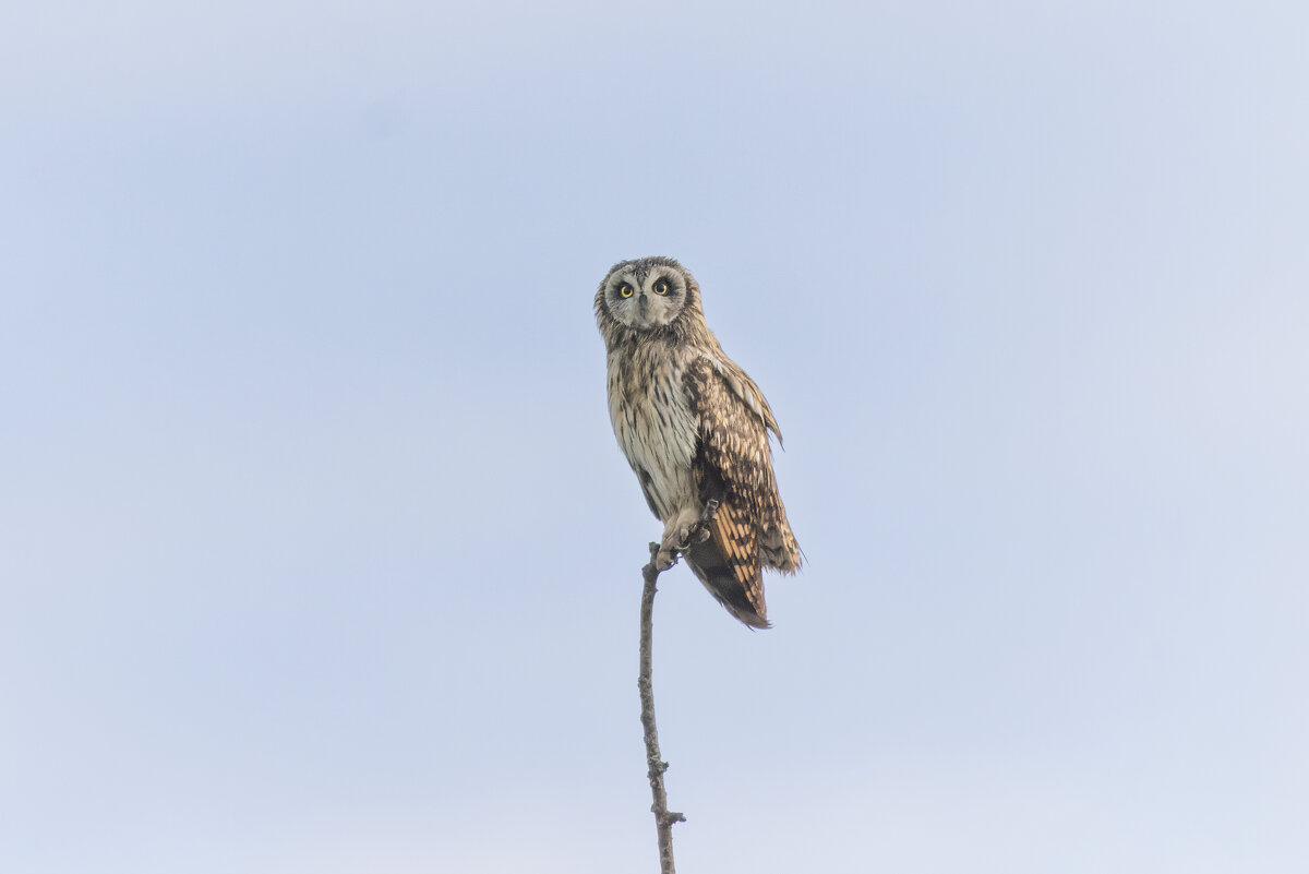 сова болотная. - юрий макаров