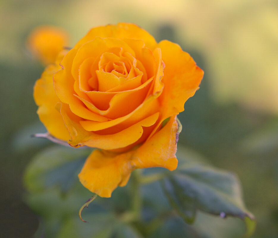 Роза - skijumper Иванов