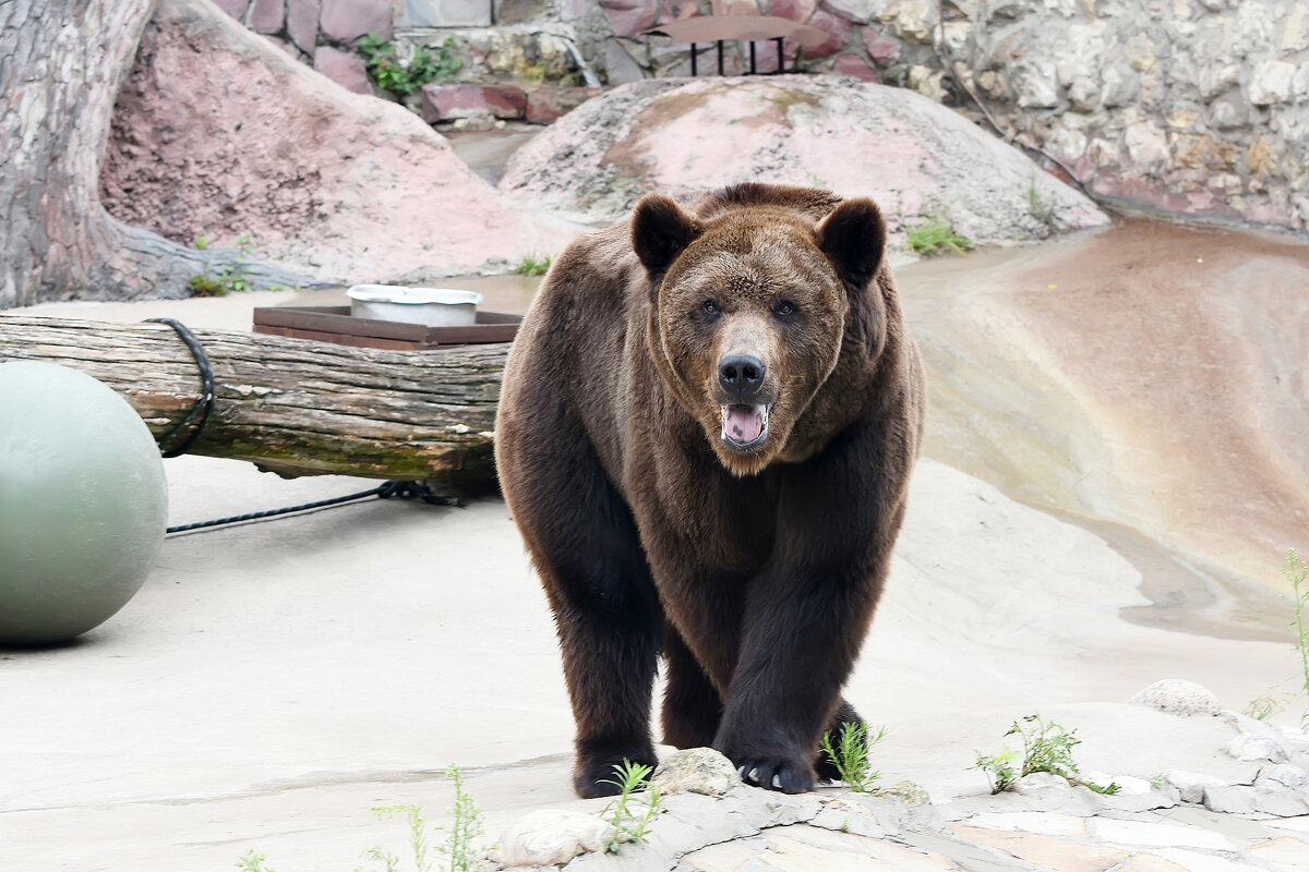 Московский Зоопарк. Бурый медведь Гром. - Наташа ***** Московский Зоопарк. Бурый медведь Гром. - Наташа *****