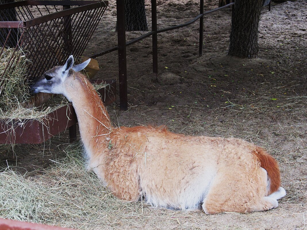 В зоопарке Воронежа - Елена Шаламова