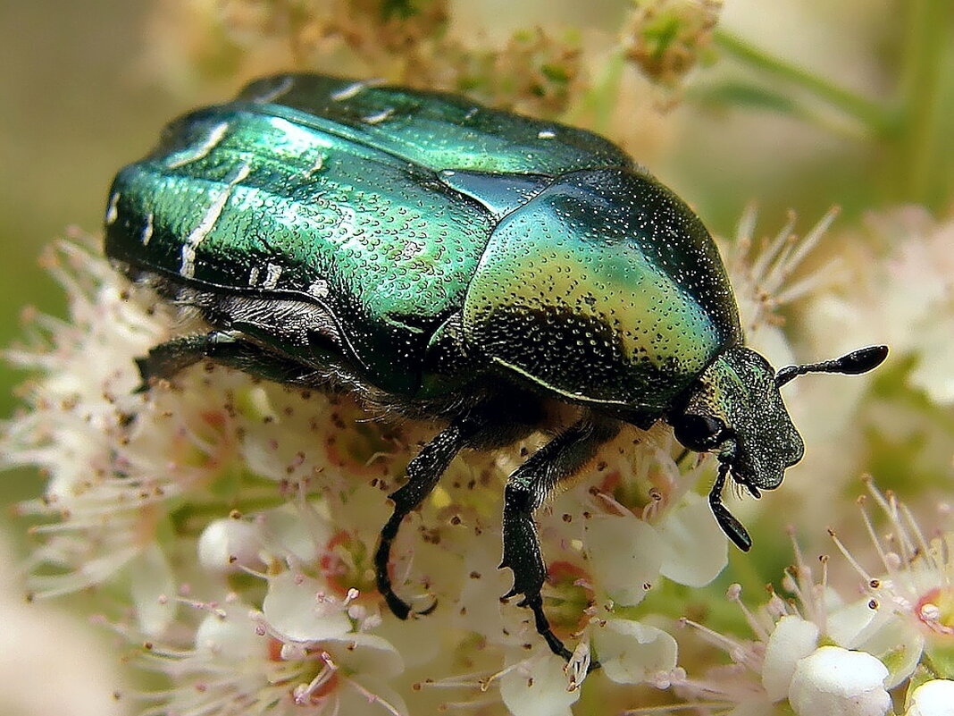 Зелёный жук бронзовка - Ольга Довженко