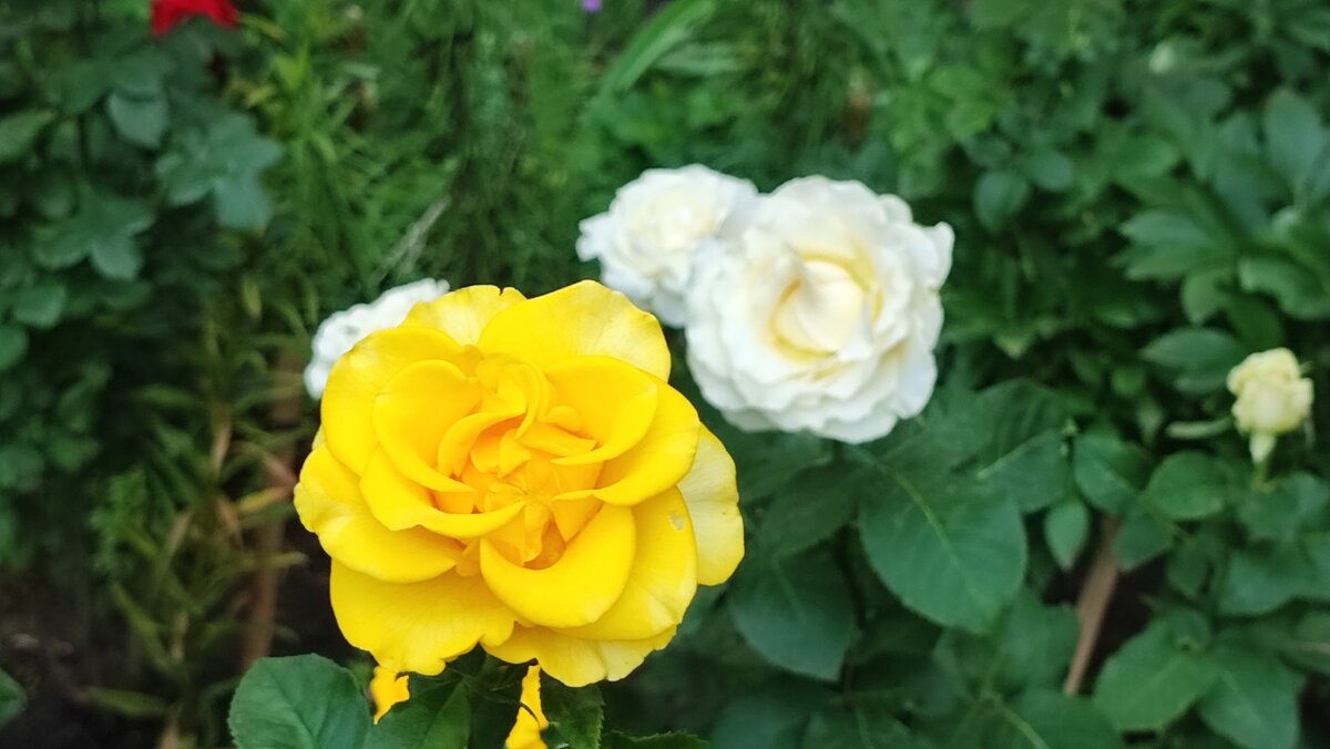 ,,, - Сергей Тимоновский