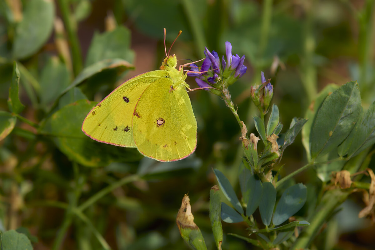 Желтушка луговая... - Александр Посошенко