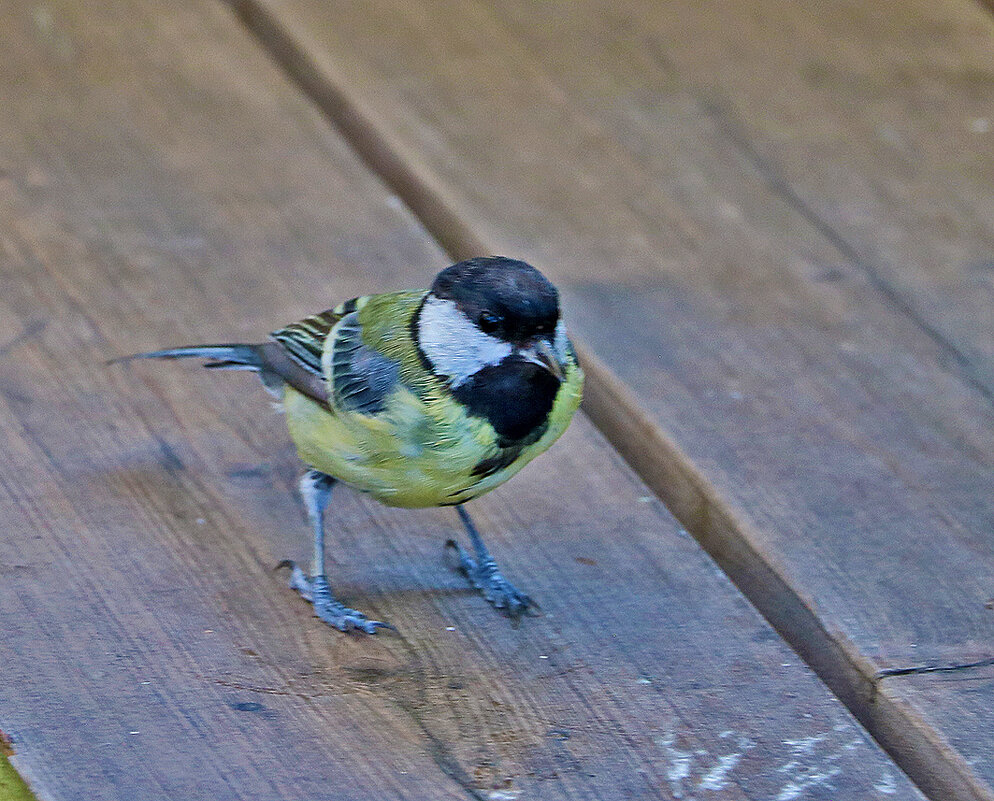 Общительная синичка - Светлана Общительная синичка - Светлана