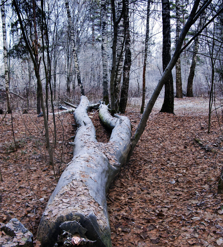 Обезглавленная - Владимир Шишкин