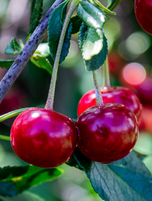 Вишня - Светлана SvetNika17 Вишня - Светлана SvetNika17