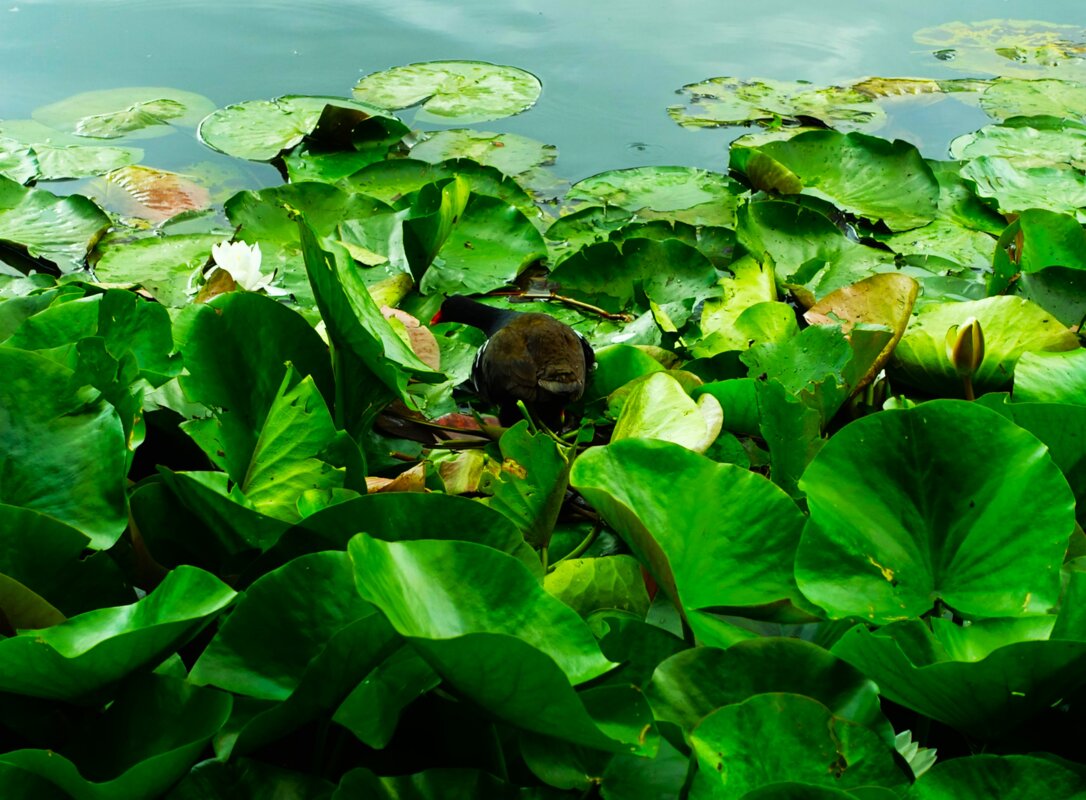 Когда птенцы могут бегать среди цветущих лилий - Aida10 