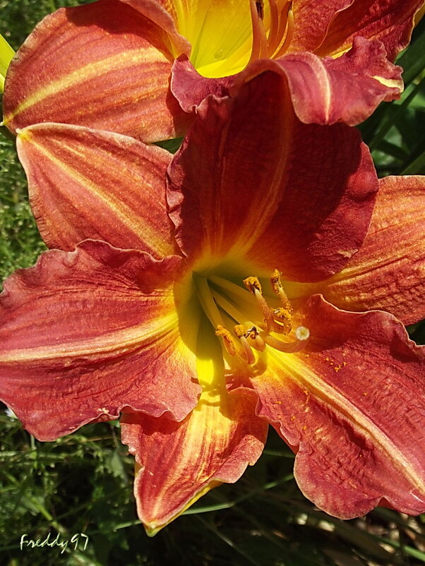 Лилейники - Freddy 97