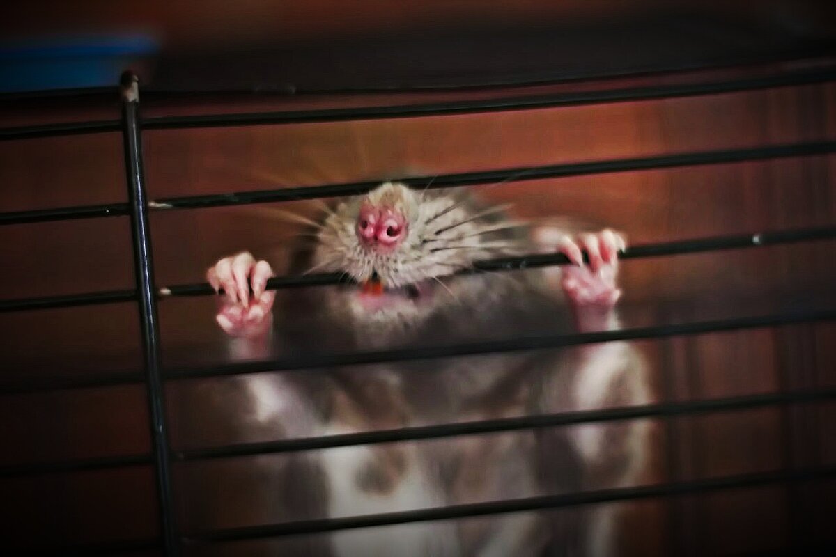 Бунтарь - Тамара Вебер