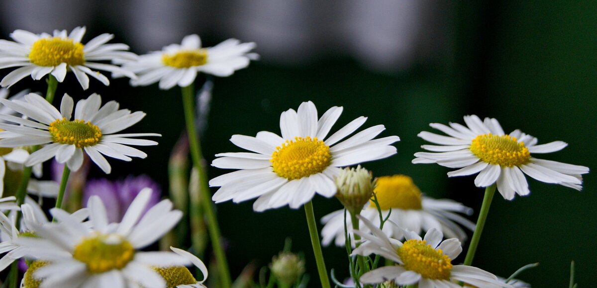 Ромашки полевые. - сергей ермошкин Ромашки полевые. - сергей ермошкин