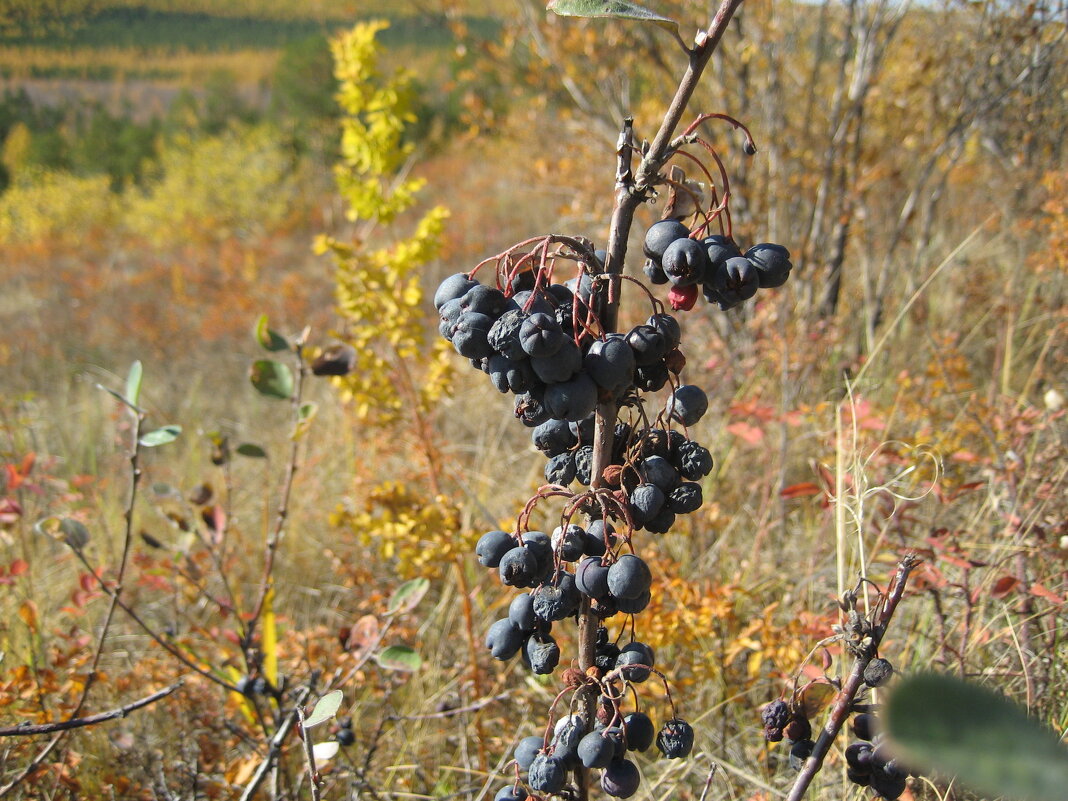 Кизильник - Anna Ivanova Кизильник - Anna Ivanova