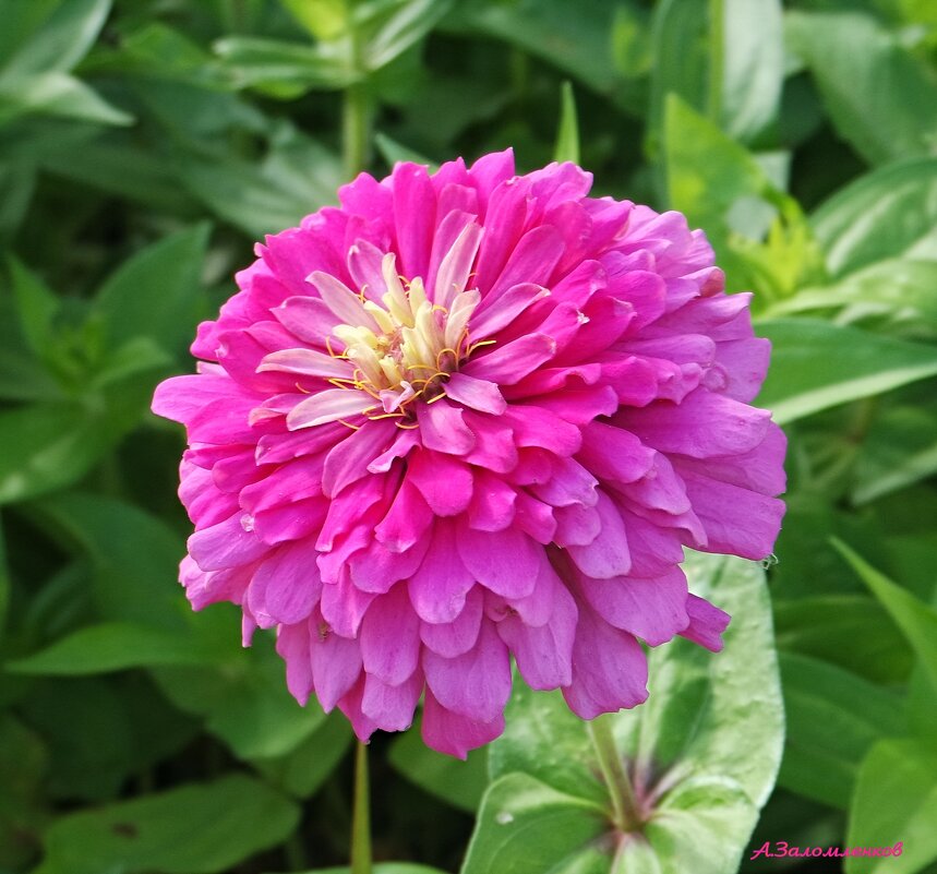 Всех цветов радуги... - Андрей Заломленков