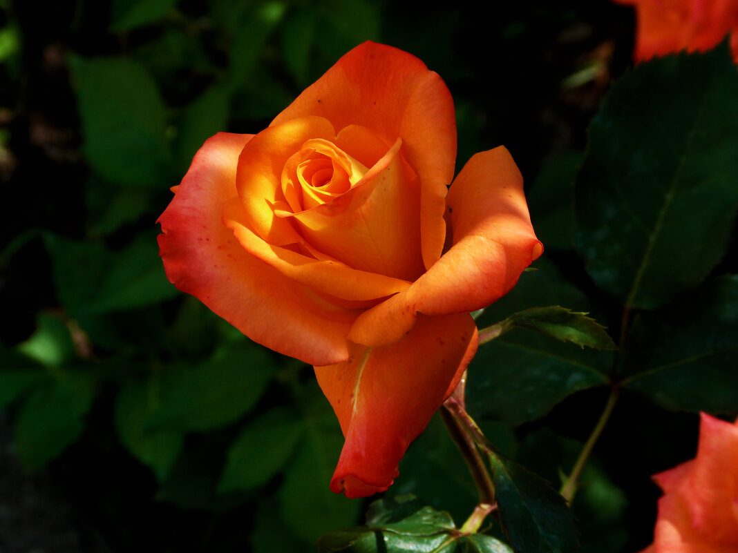 Оранжевая роза - Валентин Семчишин