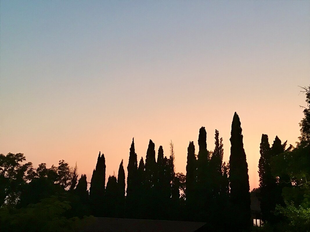 Кипарисы на закате - Pippa 