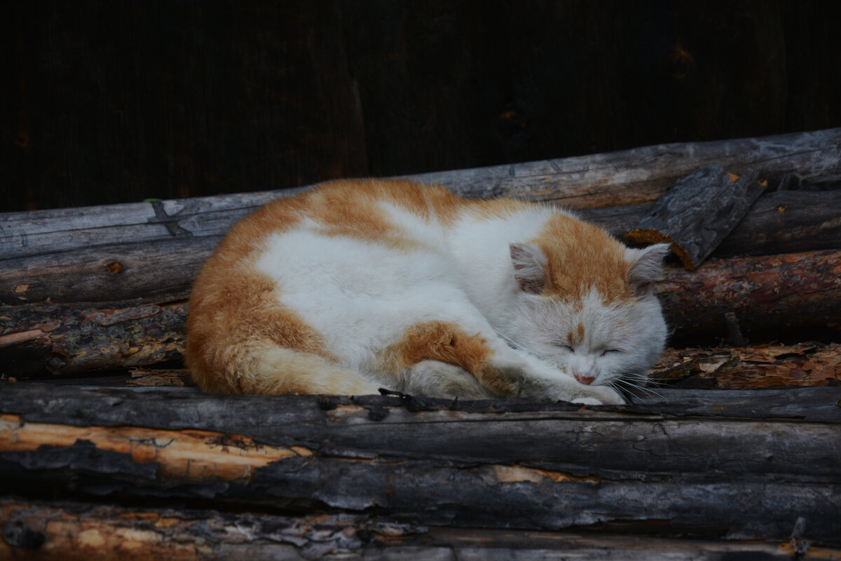 * - Наталья Покацкая
