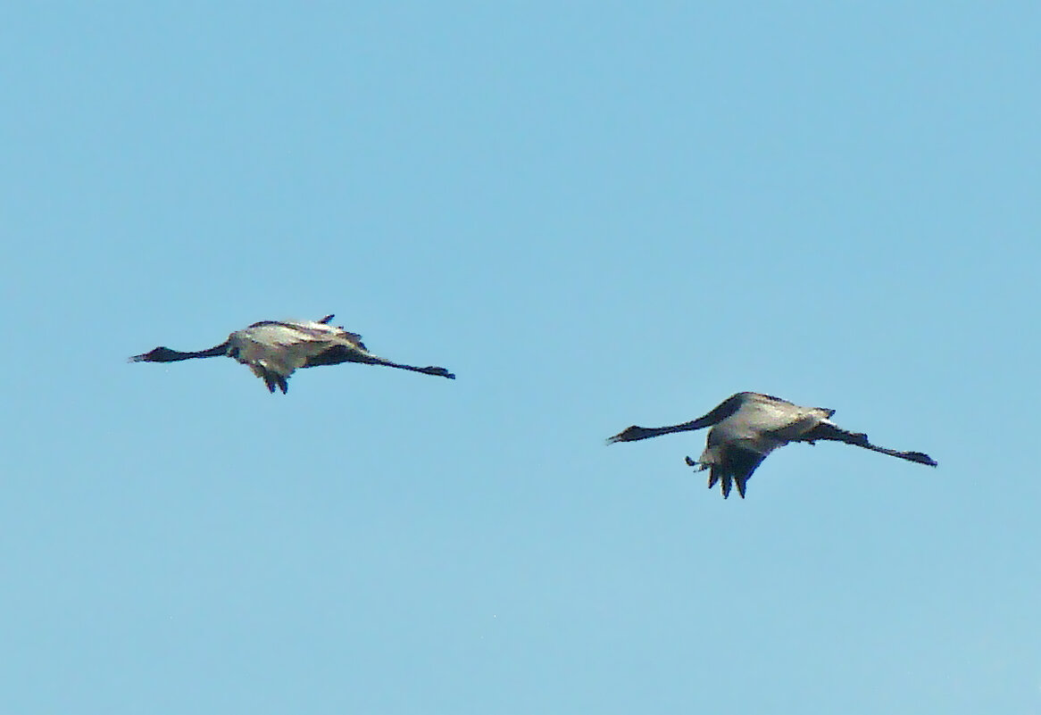 серые журавли - gawrilа - dan