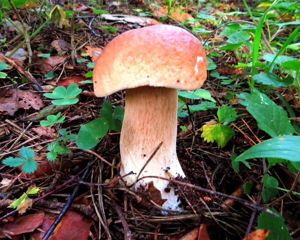 Белый гриб - Андрей Снегерёв