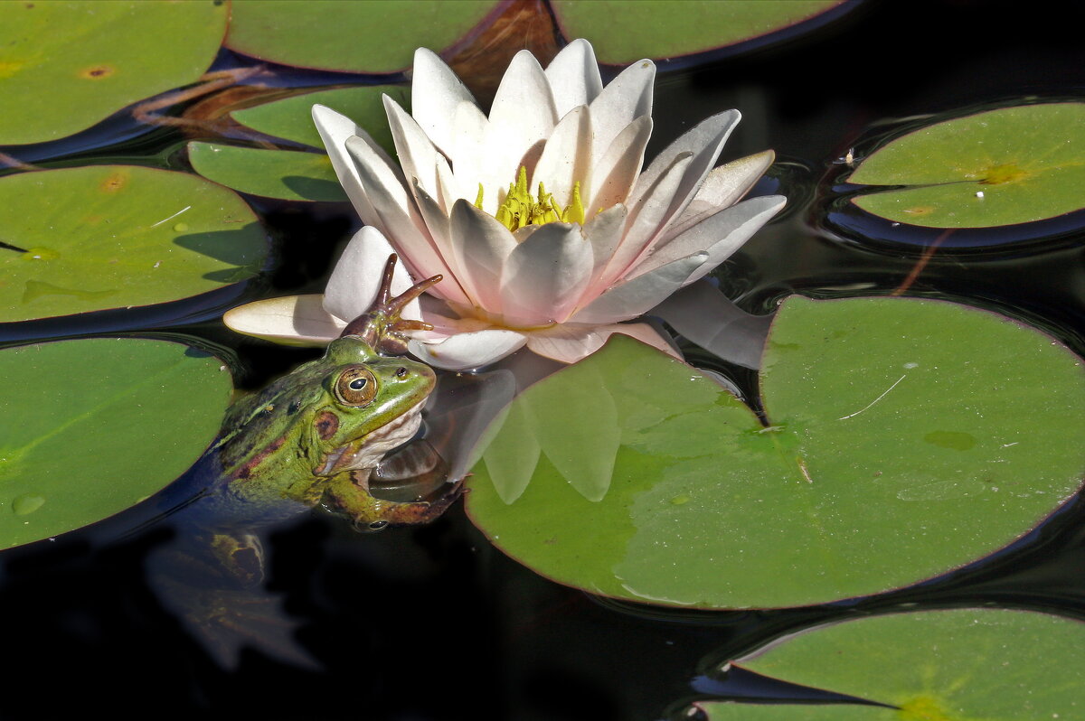 Ботсад МГУ 30 июля - Михаил Бибичков