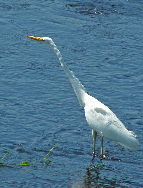 большая белая цапля - gawrilа - dan большая белая цапля - gawrilа - dan