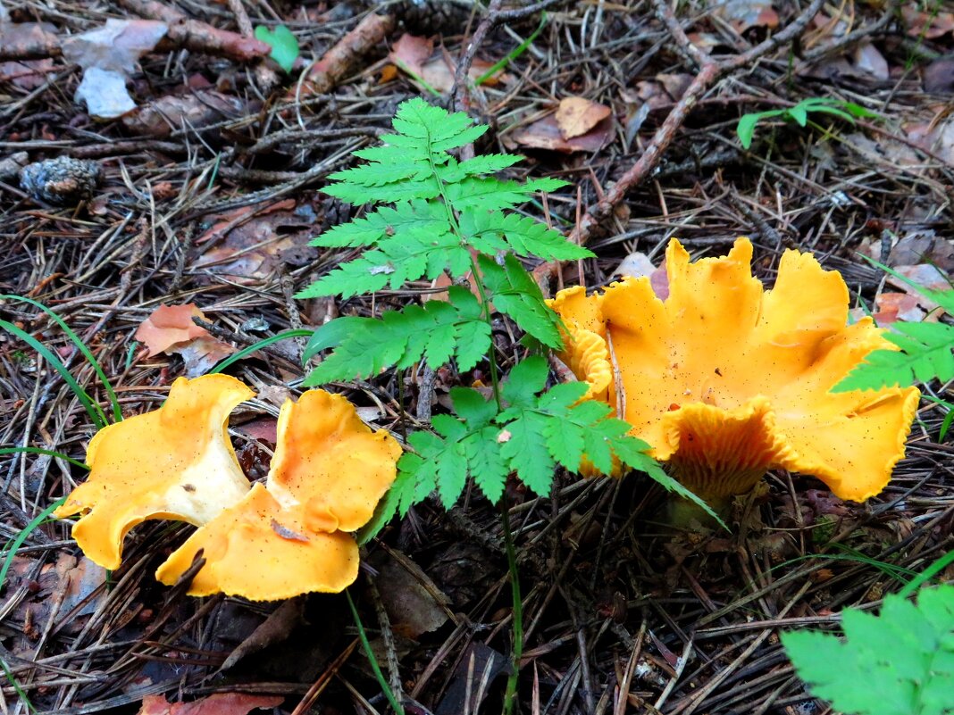 Лисички у папоротника - Андрей Снегерёв