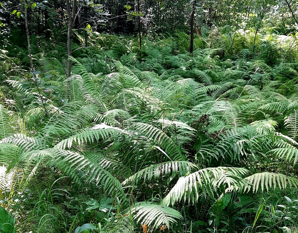 Сибирские джунгли . - Мила Бовкун
