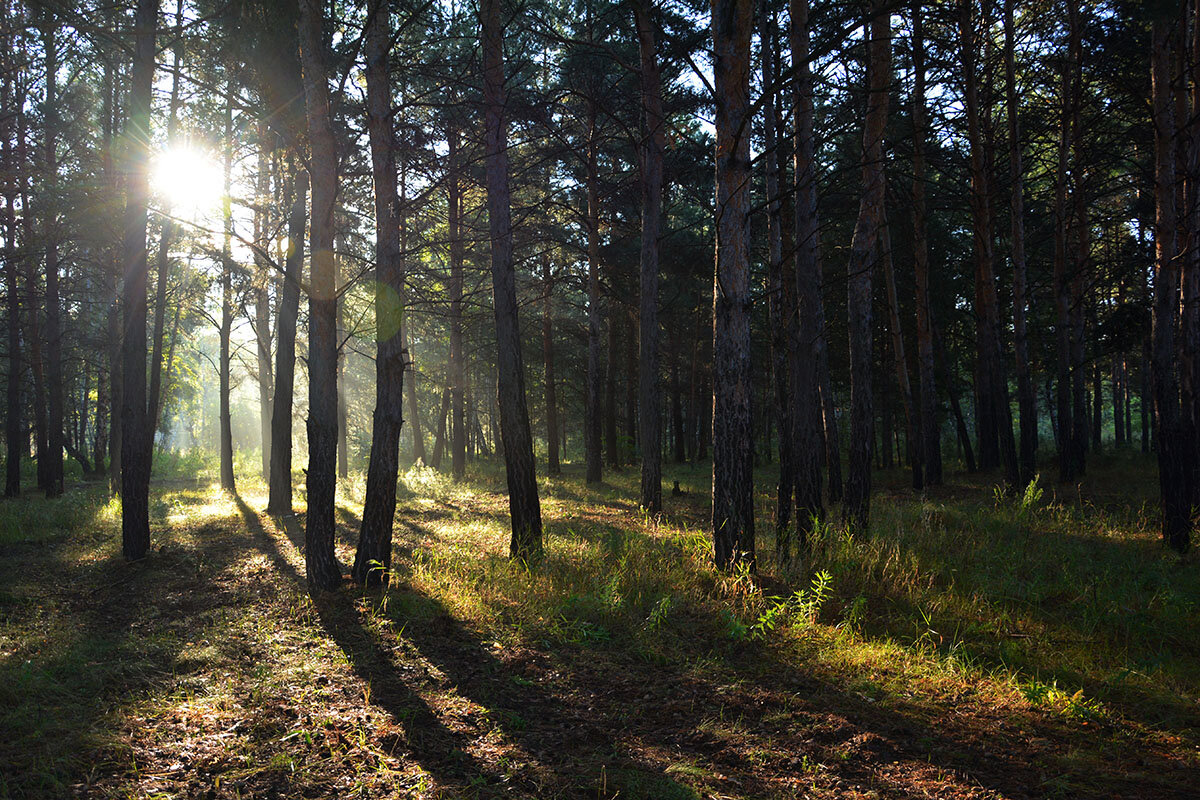 Утро  в  лесу - Геннадий Супрун
