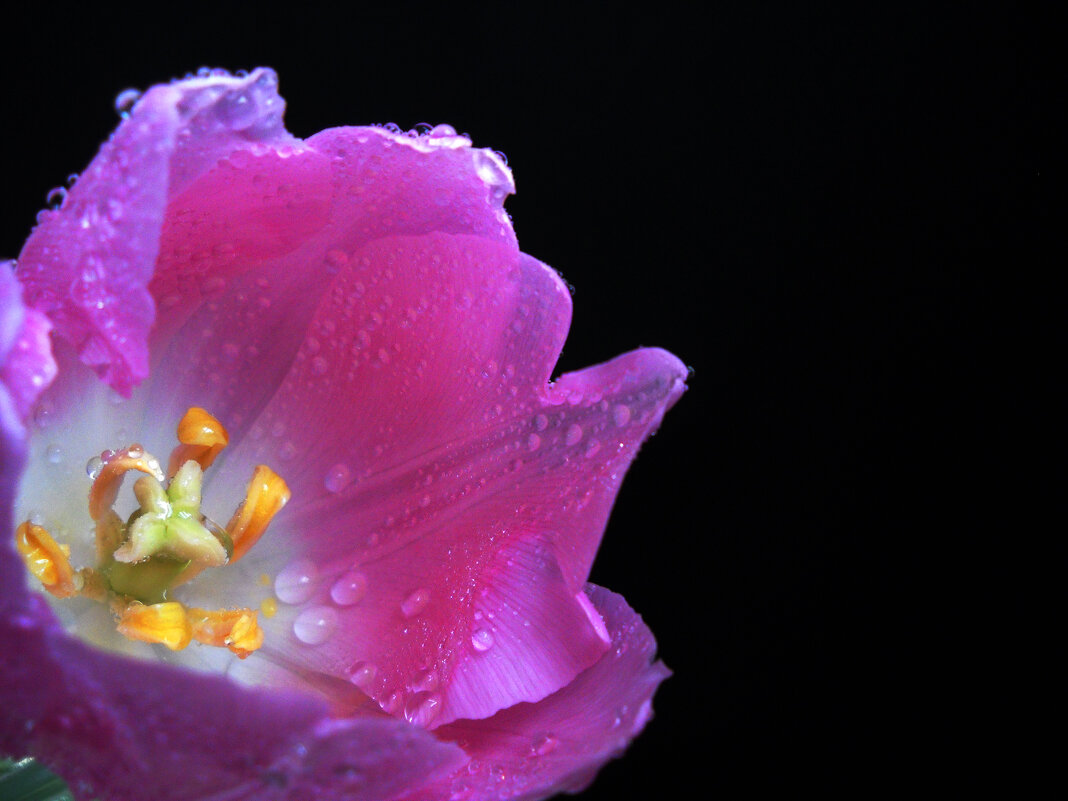 Тюльпан - Victoria 