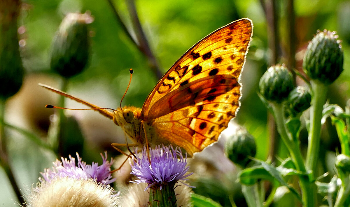 из вчерашней съемки 2 - Александр Прокудин