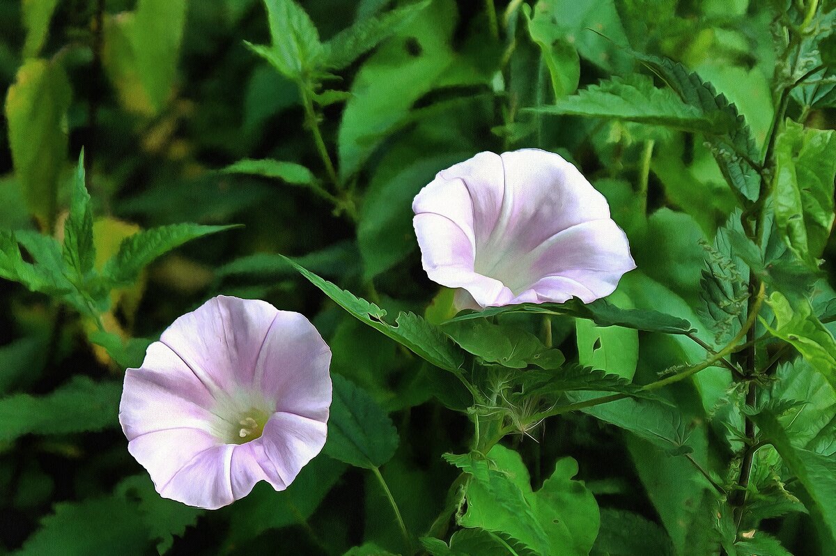 Вьюнки - Леонид leo