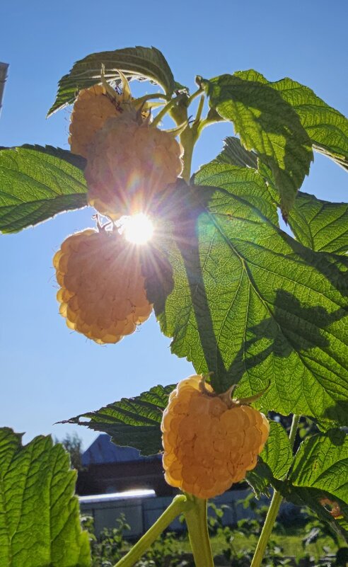 малина - Михаил Свиденцов