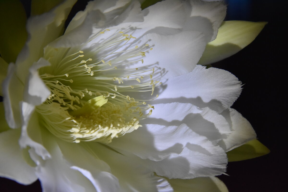 Цветок кактуса. - Харис Шахмаметьев