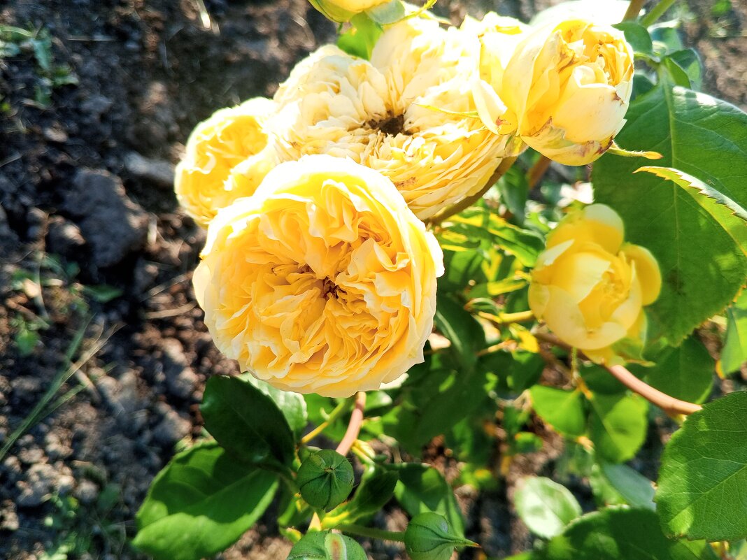 Розы - Сапсан 