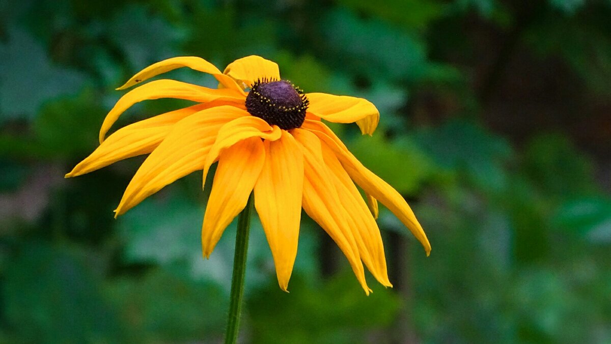 Цветы июля - Милешкин Владимир Алексеевич 