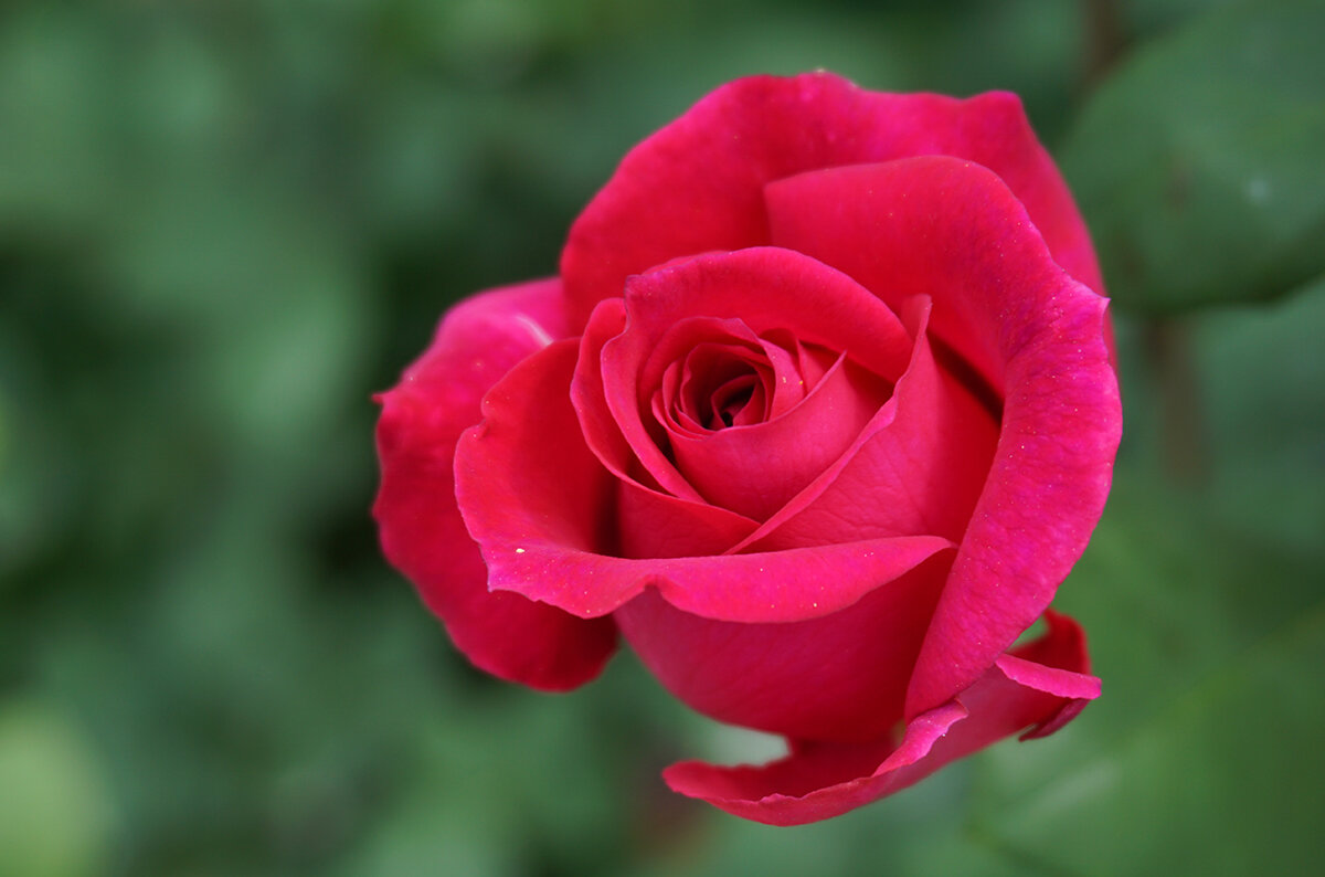 Летняя роза - Ольга 