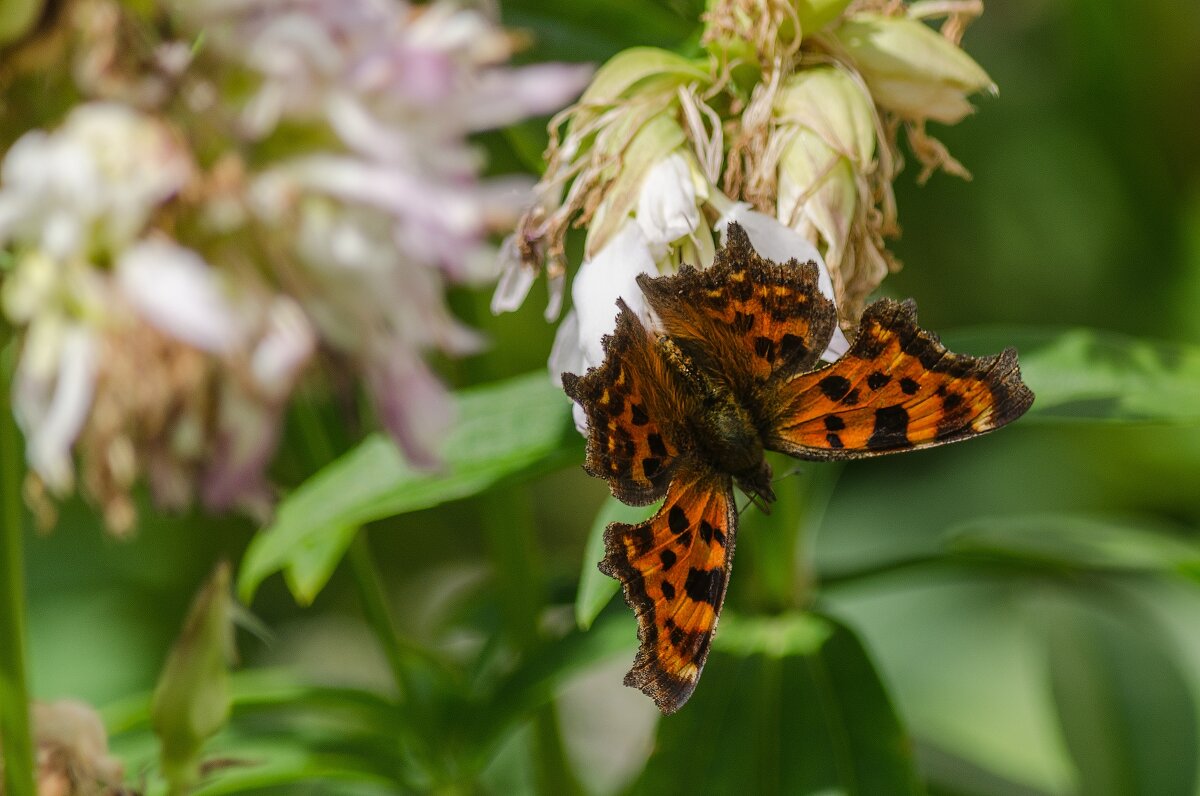 *** - Виктор Иванович Чернюк *** - Виктор Иванович Чернюк