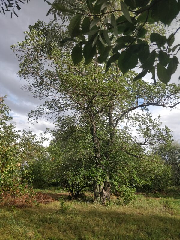 Летний день - Андрей Хлопонин