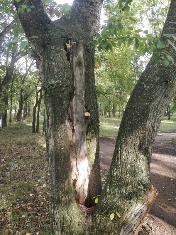 Тополя - Андрей Хлопонин