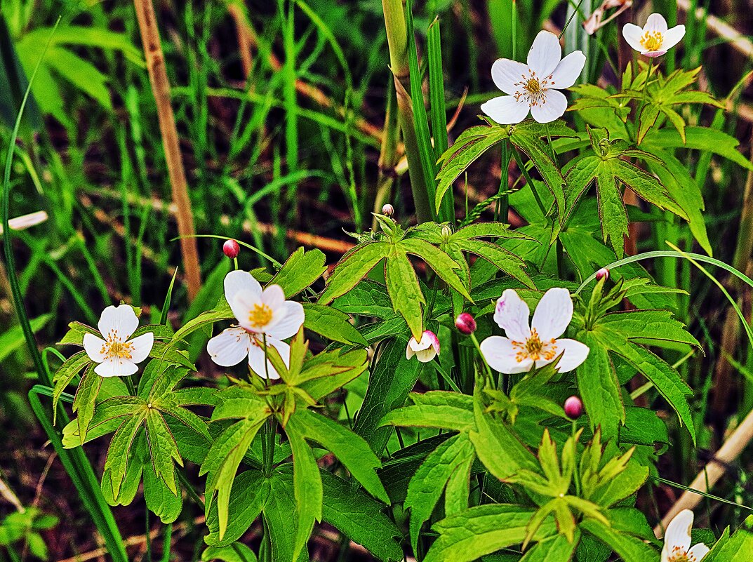 Июнь...Пеовоцветы у протоки Девкина! - Владимир 
