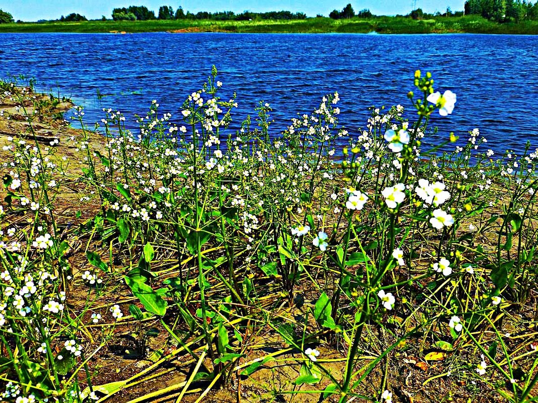 Июнь...В царстве крестоцветных! - Владимир 
