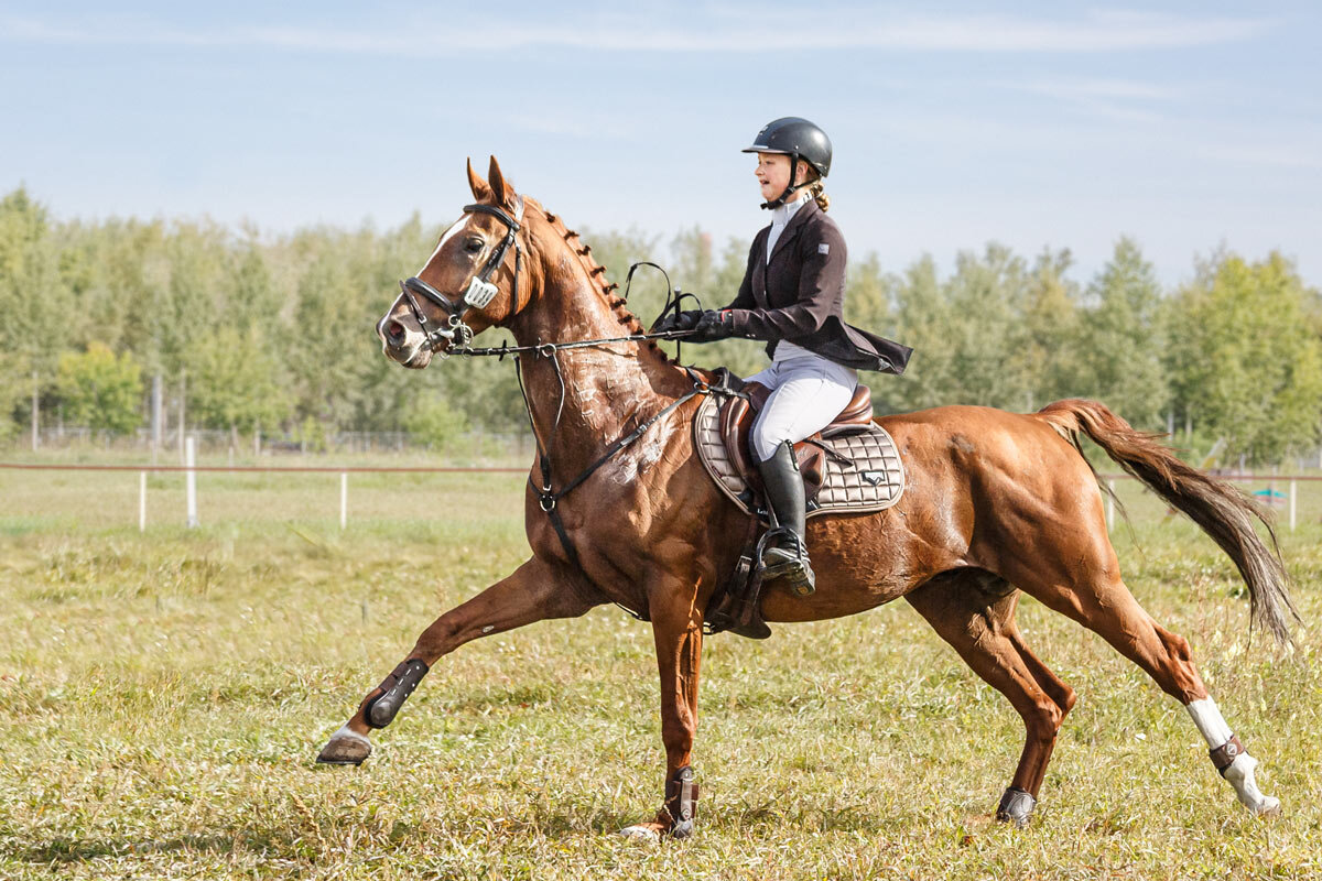 Конкур - SanSan 