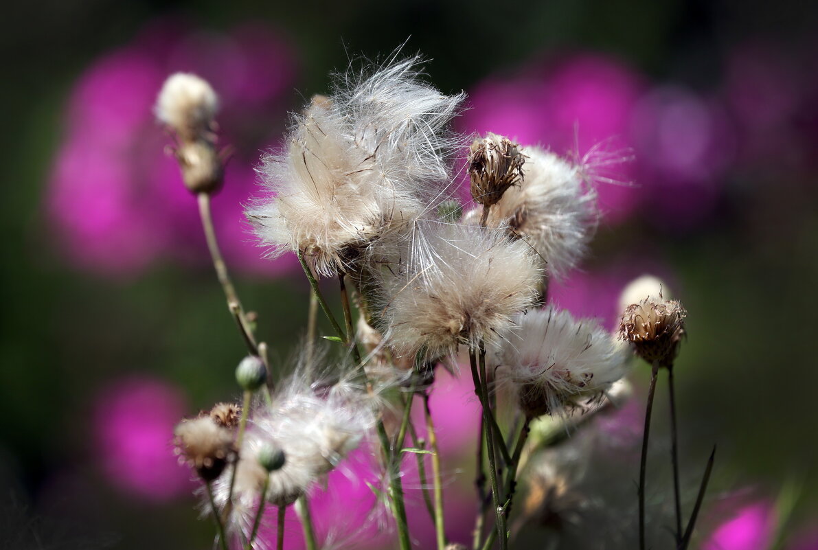 Ботсад МГУ 30 июля - Михаил Бибичков Ботсад МГУ 30 июля - Михаил Бибичков