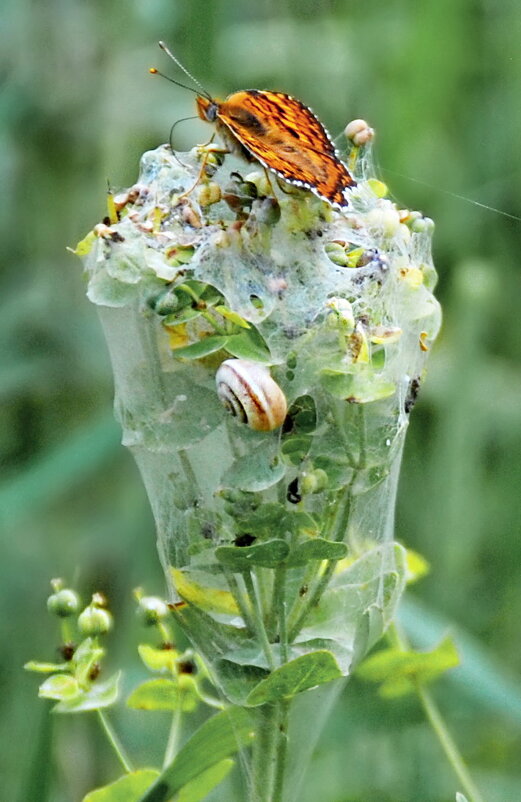 ЭКОКОКТЕЙЛЬ - Юрий Вовк