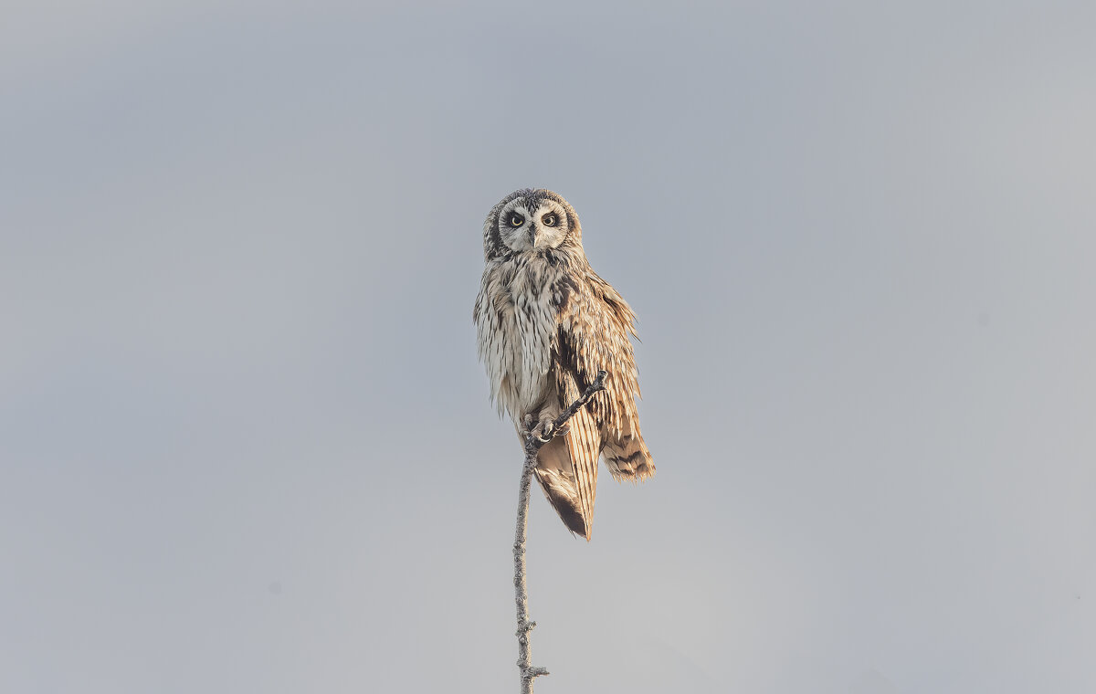 сова болотная. - юрий макаров сова болотная. - юрий макаров
