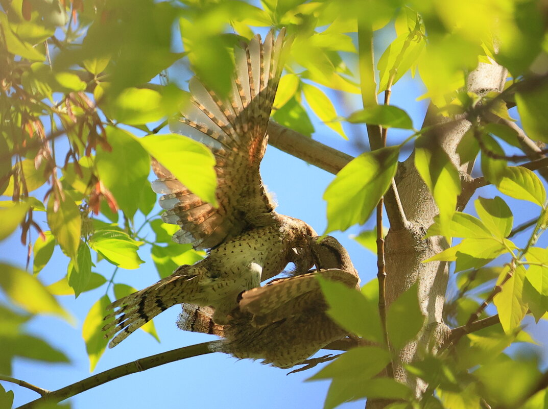 Вертишейки - Владилен Панченко