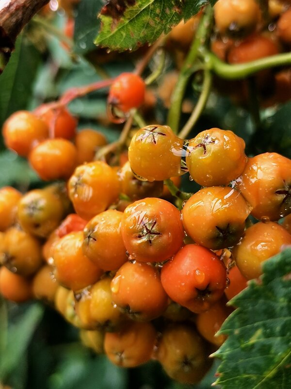 Рябина в стеклянной глазури. - Любимова Ольга 